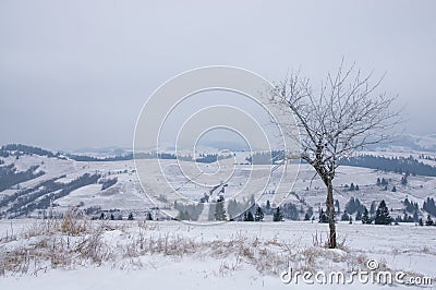 Lonely tree in winter mountains Stock Photo