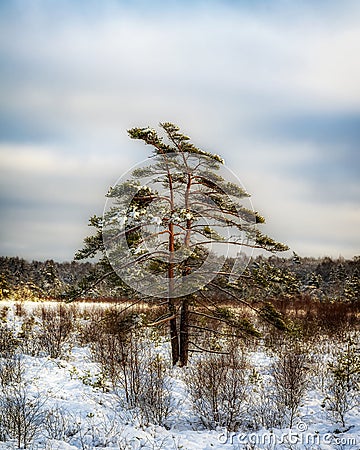 Lonely Tree at Wintertime Stock Photo
