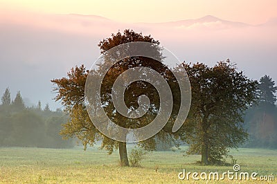 Lonely trees Stock Photo