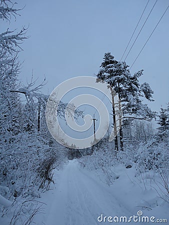 Lonely walk along the road through the winter woods . Stock Photo