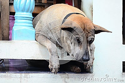 A lonely wall dog in thailand Stock Photo