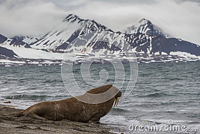 Lonely walrus enters the water Stock Photo