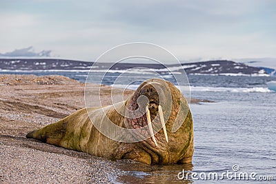Lonely walrus on a stony bank near the water Stock Photo