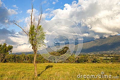 Lonely weeping willow casts its shadow at sunset Stock Photo