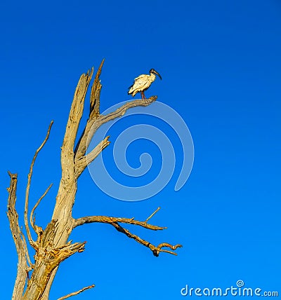 Lonely White Ibis bird in the tree Stock Photo