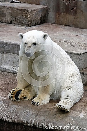 Lonely white polar bear Stock Photo