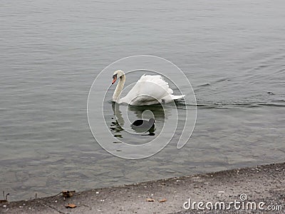 Lonely white swan landing to the cold lake. Stock Photo