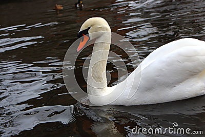 Lonely white swan swimming in pond. Love and purity concept. Stock Photo