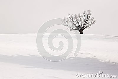 Lonely winter tree Stock Photo