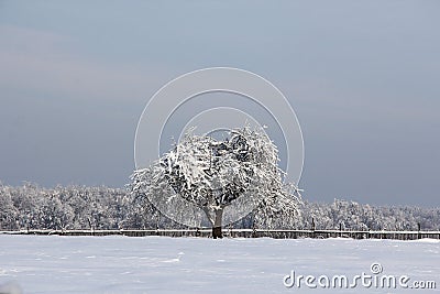 Lonely winter tree Stock Photo