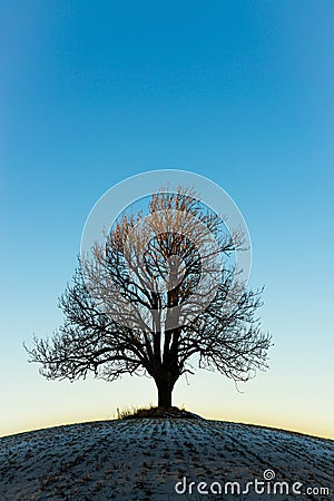 Lonely winter tree in the sunset Stock Photo