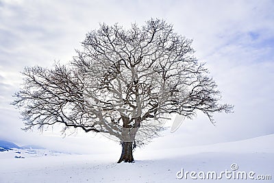 The Lonely Winter Tree Stock Photo