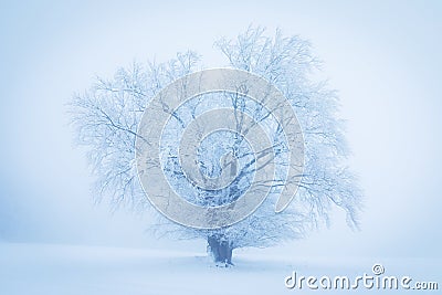 Lonely Winter Tree. Sweet Solitude. Cold and Cloudy day with much snow in the Washington, USA. Blizzard and fog in east coast. Stock Photo