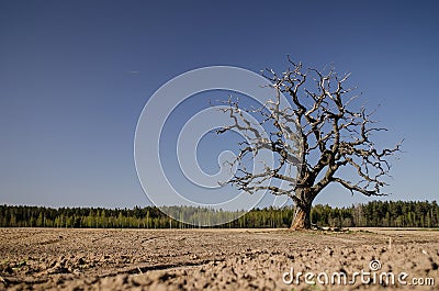 Lonely, withered oak on the field Stock Photo