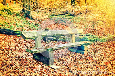 Lonely wooden bench in autumn forest Stock Photo