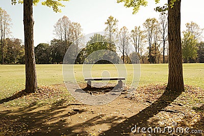 Lonely wooden bench with yellow tree in a gingko biloba park landscape and sunlight for relax and refresh mind and body when Stock Photo