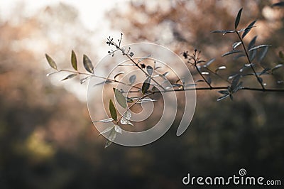 A lonely young branch inside the fores Stock Photo