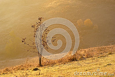 Lonely Young Wallnut Tree In Autumn Stock Photo