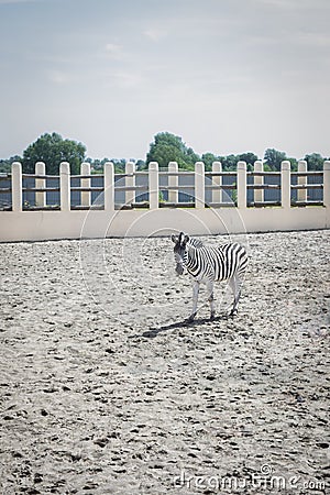 Lonely zebra in the sandy aviary of the zoo Stock Photo