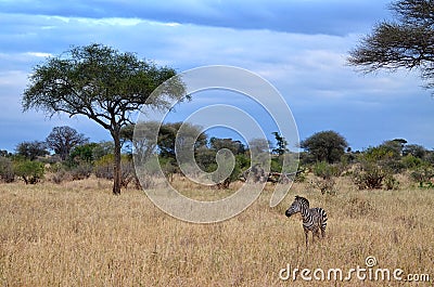 Lonely Zebra Stock Photo
