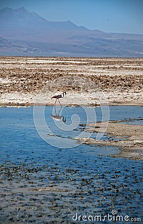 Lonesome Flamingo Stock Photo