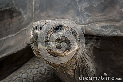 Lonesome George head shot close up Stock Photo