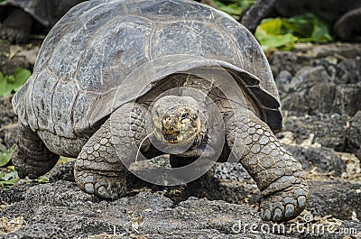 Lonesome George's mate Stock Photo