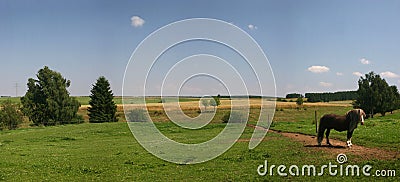 Lonesome horse on a paddock Stock Photo