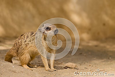 Meerkat Stock Photo