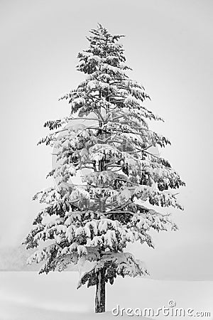 Lonesome pine tree covered in snow Stock Photo