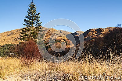 Lonesome Pine Stock Photo
