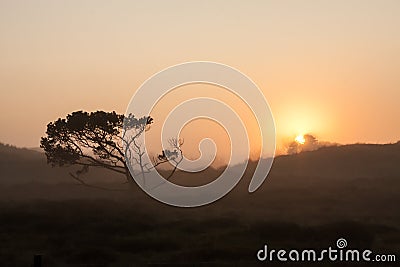 Lonesome skew-whiff tree on meadow in the early morning sunrise with sun shining through fog Stock Photo