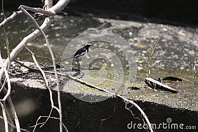 A loney beautiful wagtail on a bund by the canal at my place in india. Shakes off the tail every often is the habit for this bird Stock Photo