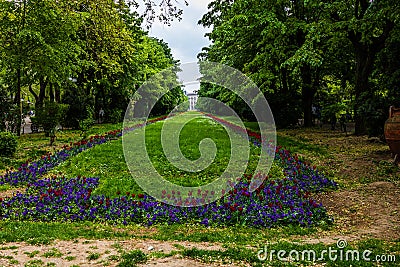 Long alley with green trees, grass and blooming tulips and forget-me-not flowers in Cismigiu park, Bucharest, Romania Stock Photo
