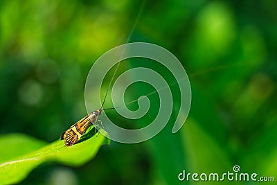 Long antenna butterfly Stock Photo