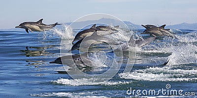 Long-Beaked Common Dolphins Stock Photo