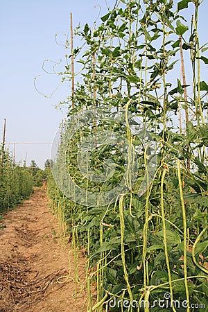 Long bean Stock Photo