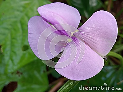 Long bean flowers are unique flowers Stock Photo