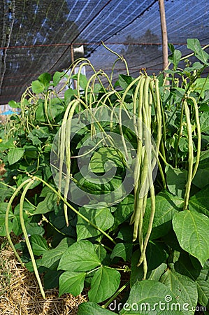 Long bean Stock Photo