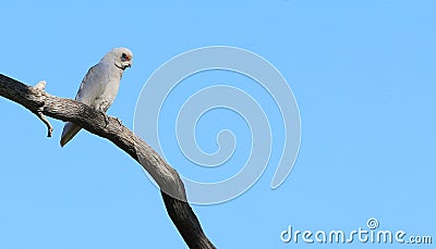 Long-billed Corella, Cacatua tenuirostris, on branch Stock Photo