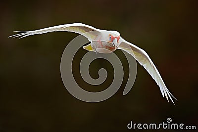 Long-billed Corella, Cacatua tenuirostris, flying white exotic parrot, bird in the nature habitat, action scene from wild, Austral Stock Photo