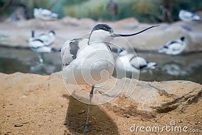 big grey bird a beautiful and bright picture Stock Photo