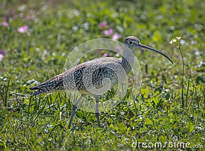 Long-billed Curlew in a Texas Coastal Prairie Stock Photo