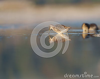 Long-billed Dowitcher feeding at seaside beach Stock Photo