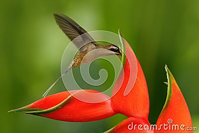 Long-billed Hermit, Phaethornis longirostris, rare hummingbird from Belize. Flying bird with red flower. Action wildlife scene fro Stock Photo