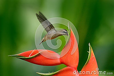 Long-billed Hermit, Phaethornis longirostris, rare hummingbird from Belize. Flying bird with red flower. Action wildlife scene fro Stock Photo