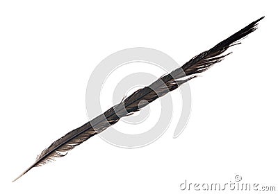 Long black crow feather isolated on white Stock Photo