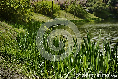 Grass is greener on the other side Stock Photo