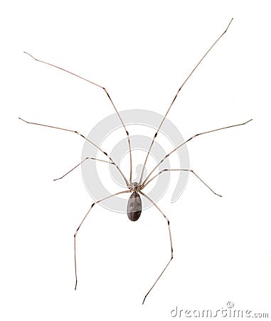 Long Bodied Cellar Spider Isolated Stock Photo