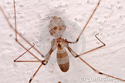 Long-bodied Cellar Spider (Pholcus phalangioides) Stock Photo